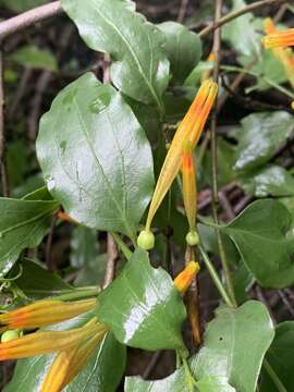 Image of Agelanthus transvaalensis (Sprague) R. M. Polhill & D. Wiens