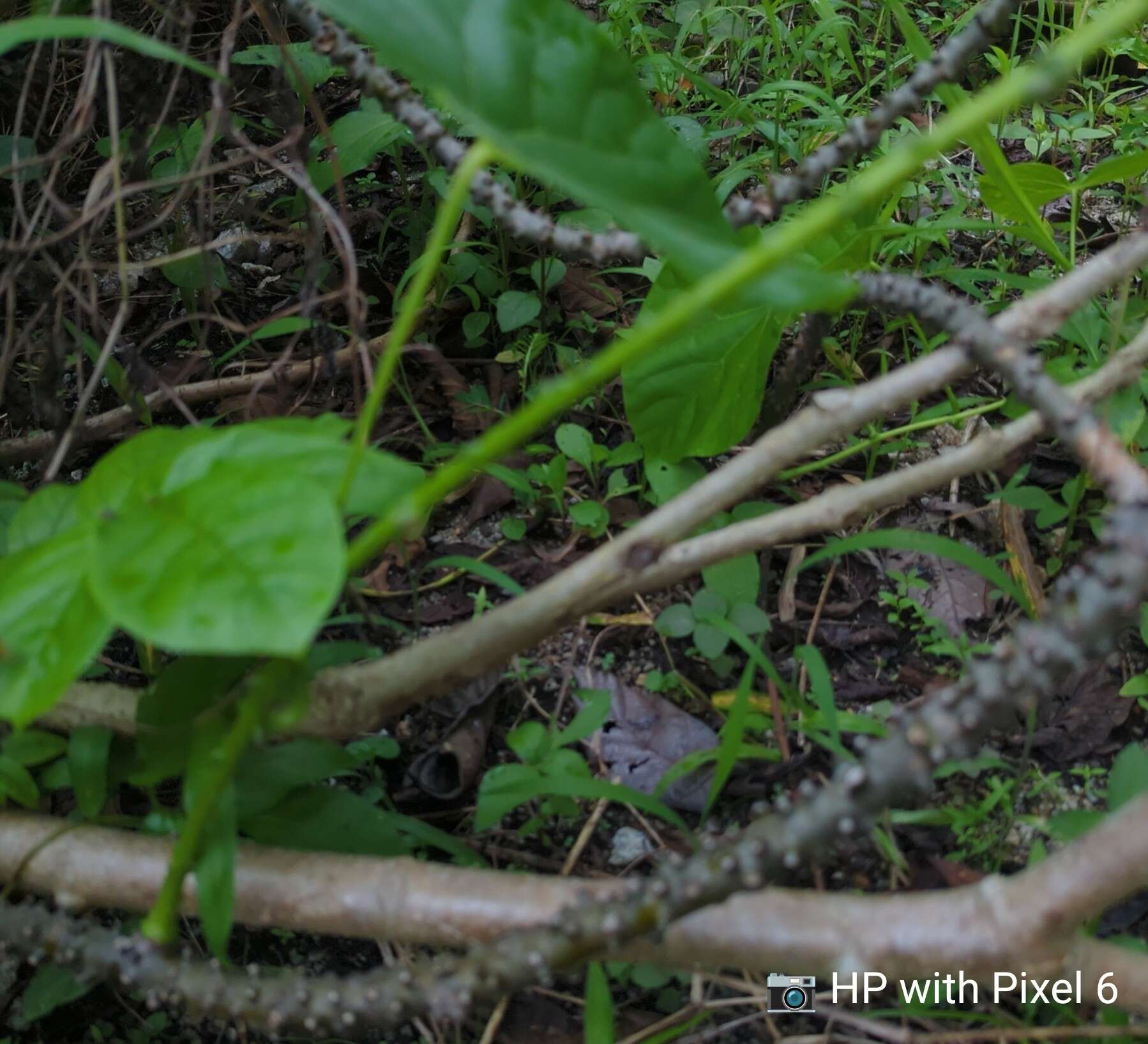 Image of Tinospora crispa (L.) Miers ex Hook. fil. & Thoms.