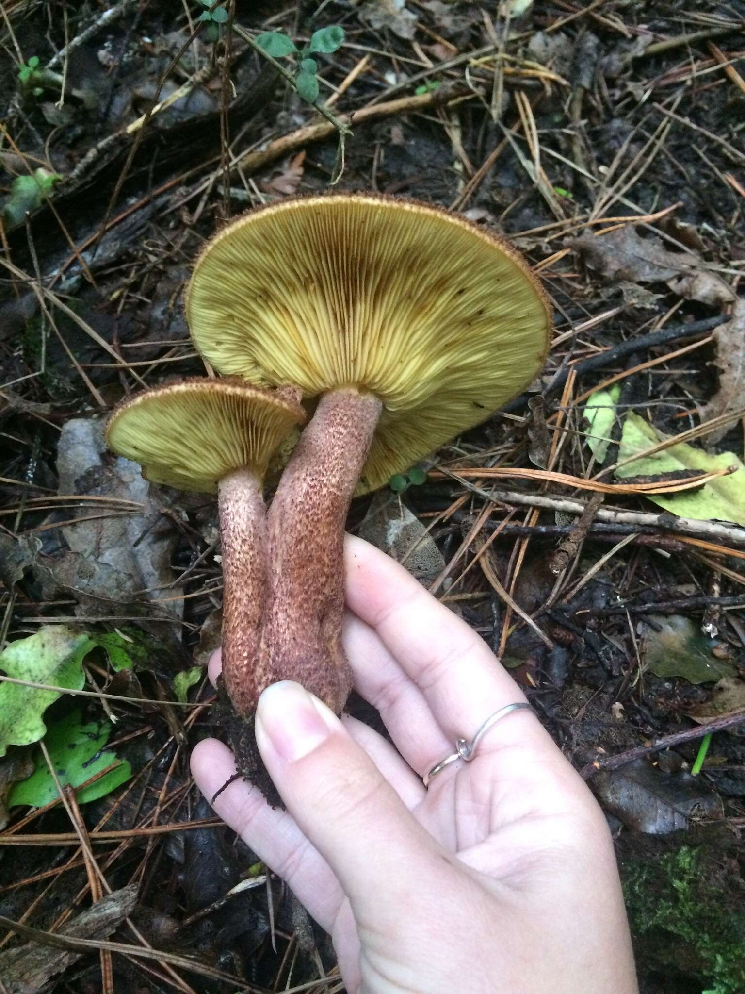 Image de Tricholomopsis scabra J. A. Cooper 2016