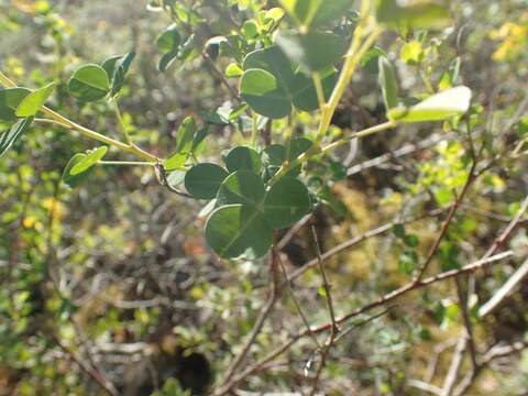 Image of Cytisophyllum