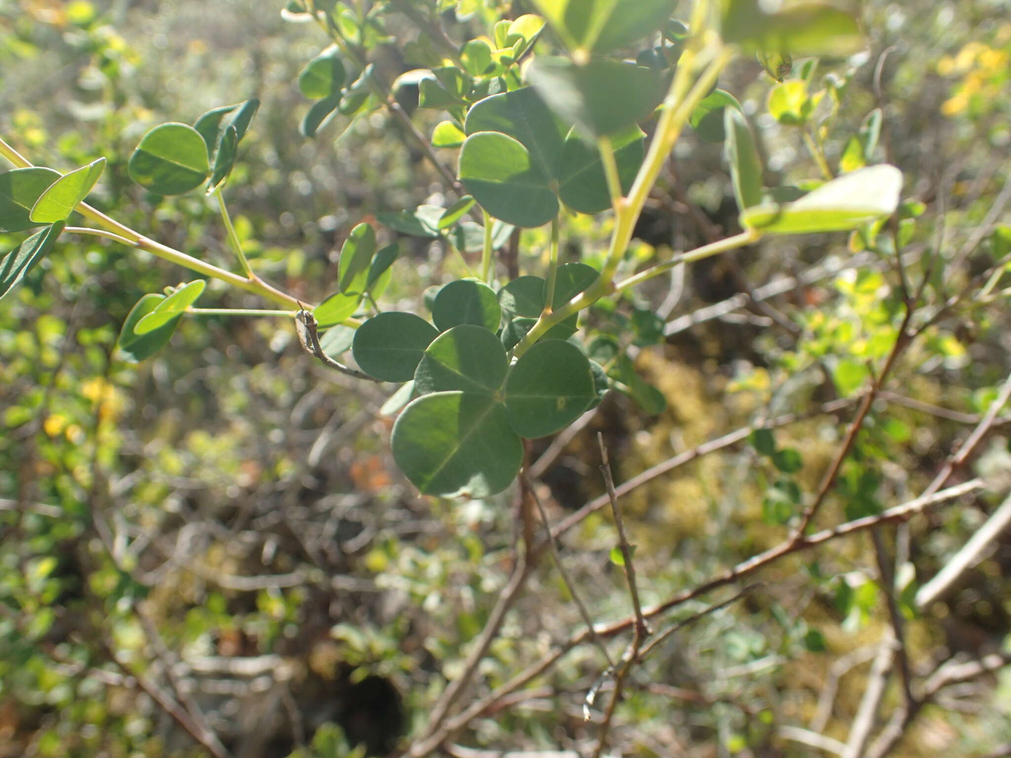Image of Cytisophyllum