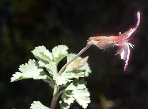 Imagem de Pelargonium exstipulatum (Cav.) L'Her.