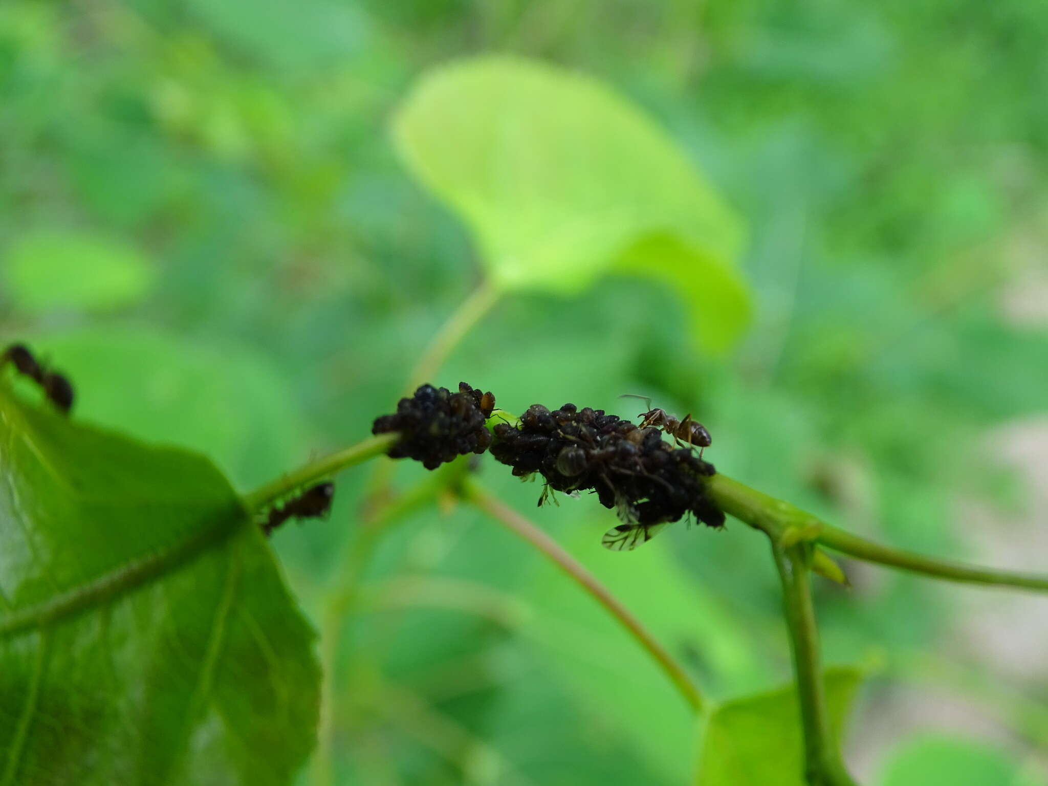 Image of Chaitophorus populicola Thomas & C. 1878