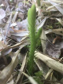 Image of foxtail clubmoss