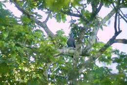 Image of Eastern Bronze-naped Pigeon