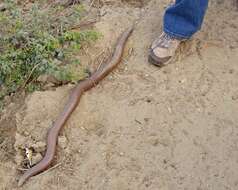 Image of Brown Sand Boa