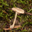 Image of Entoloma perumbilicatum Hesler 1974