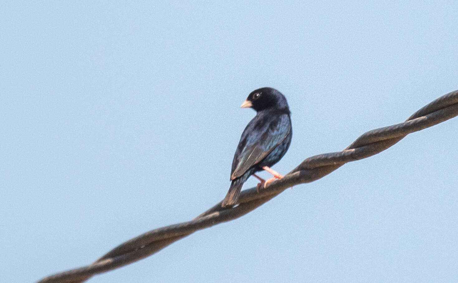 Image of Village Indigobird