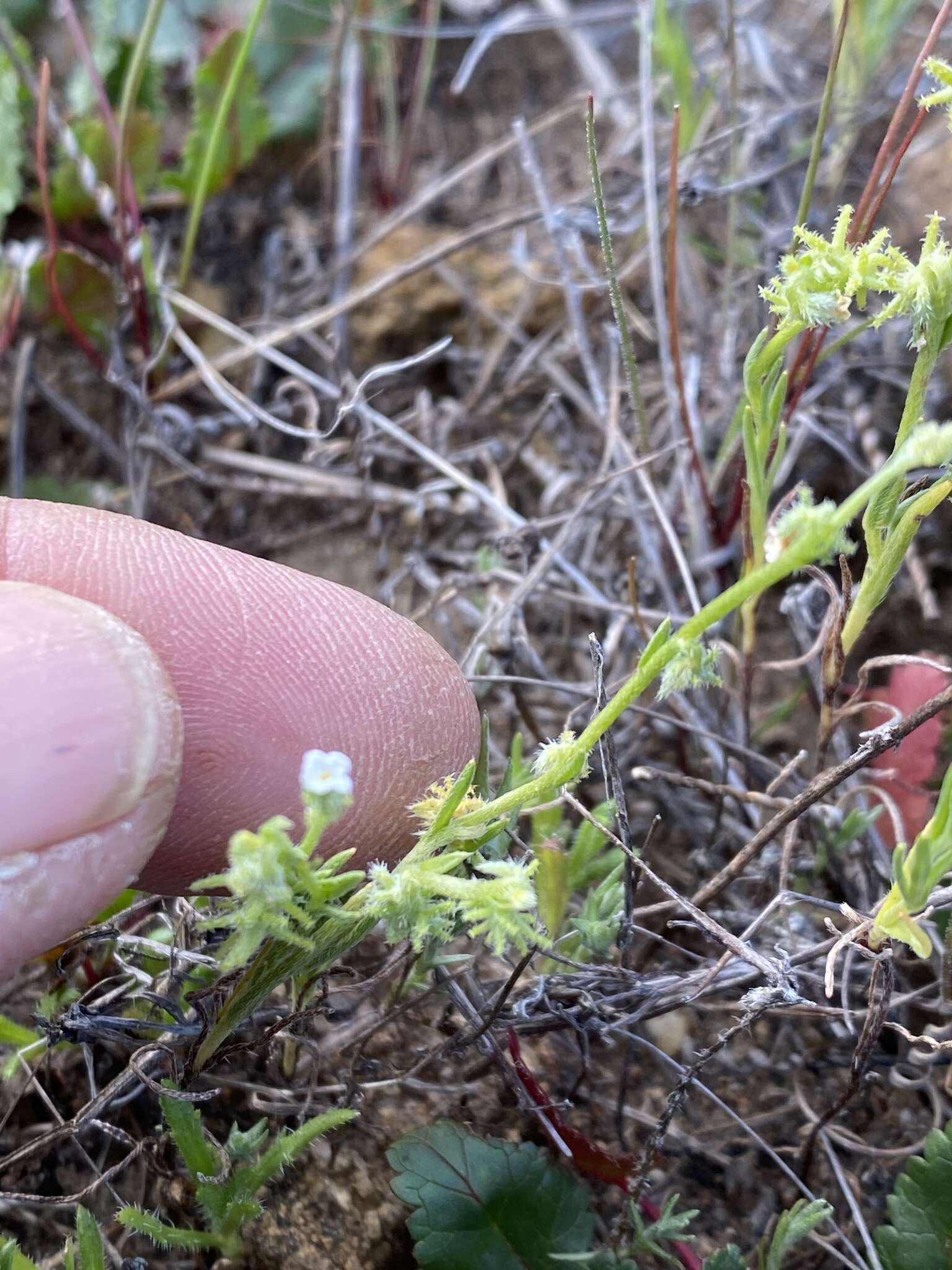 Image of Palmer's grapplinghook