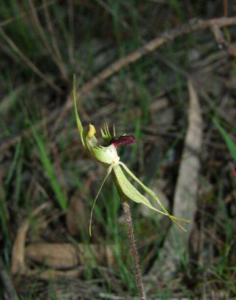 Image of Small spider orchid