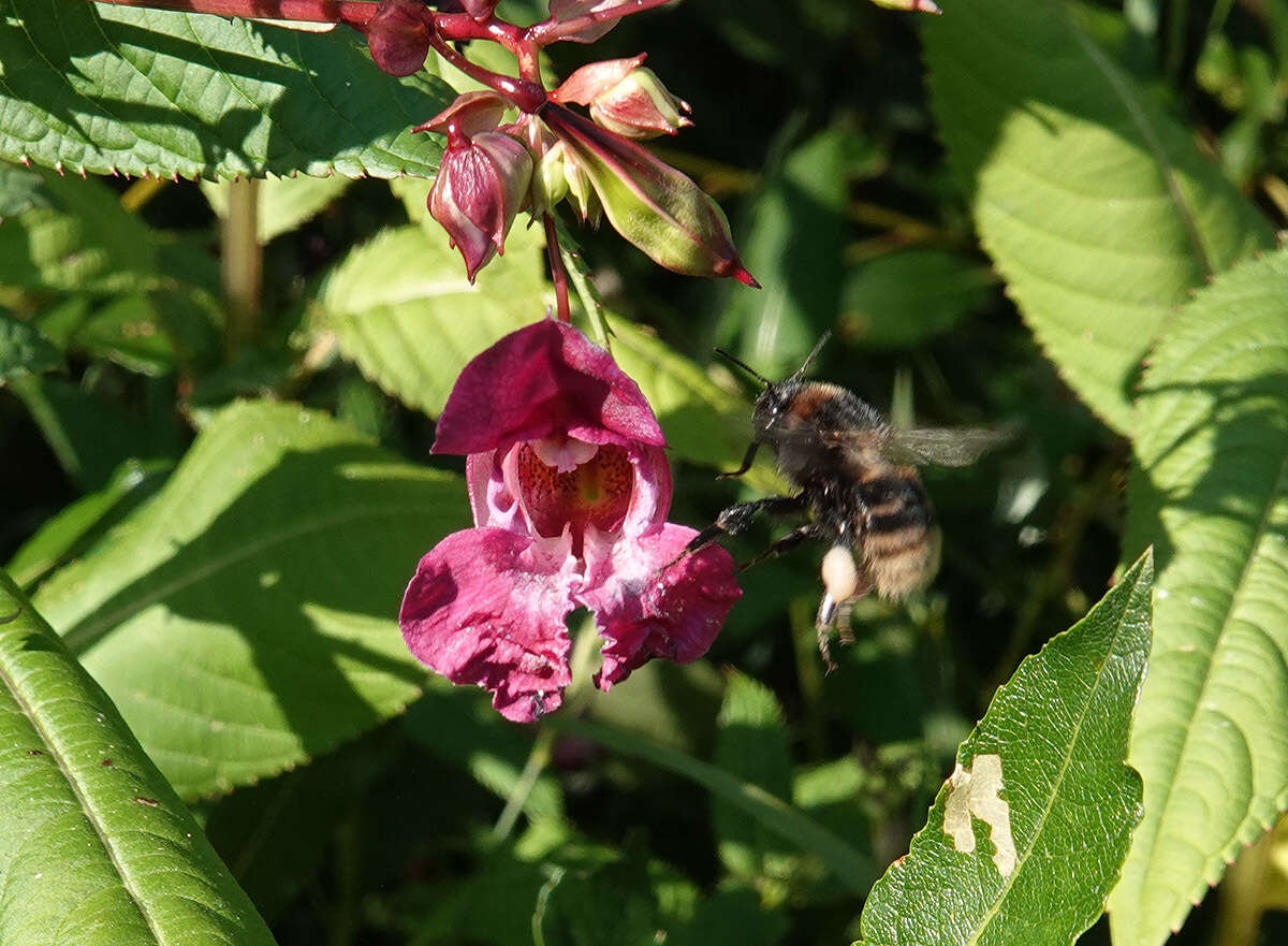 Image of short-haired bumblebee