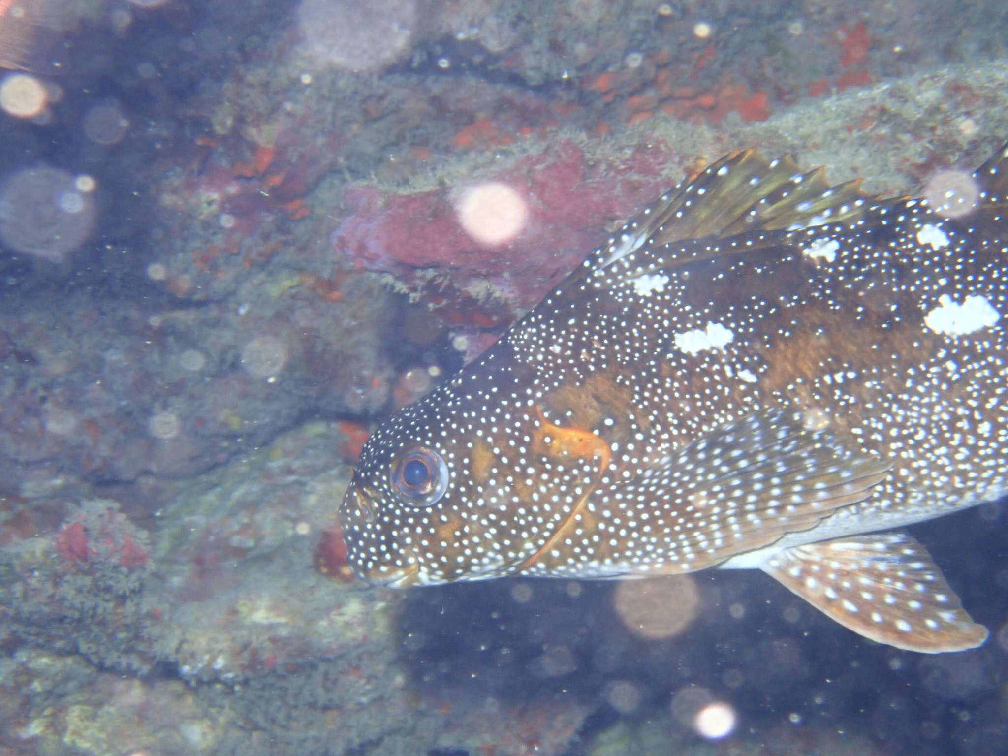 Image of Notchheaded marblefish