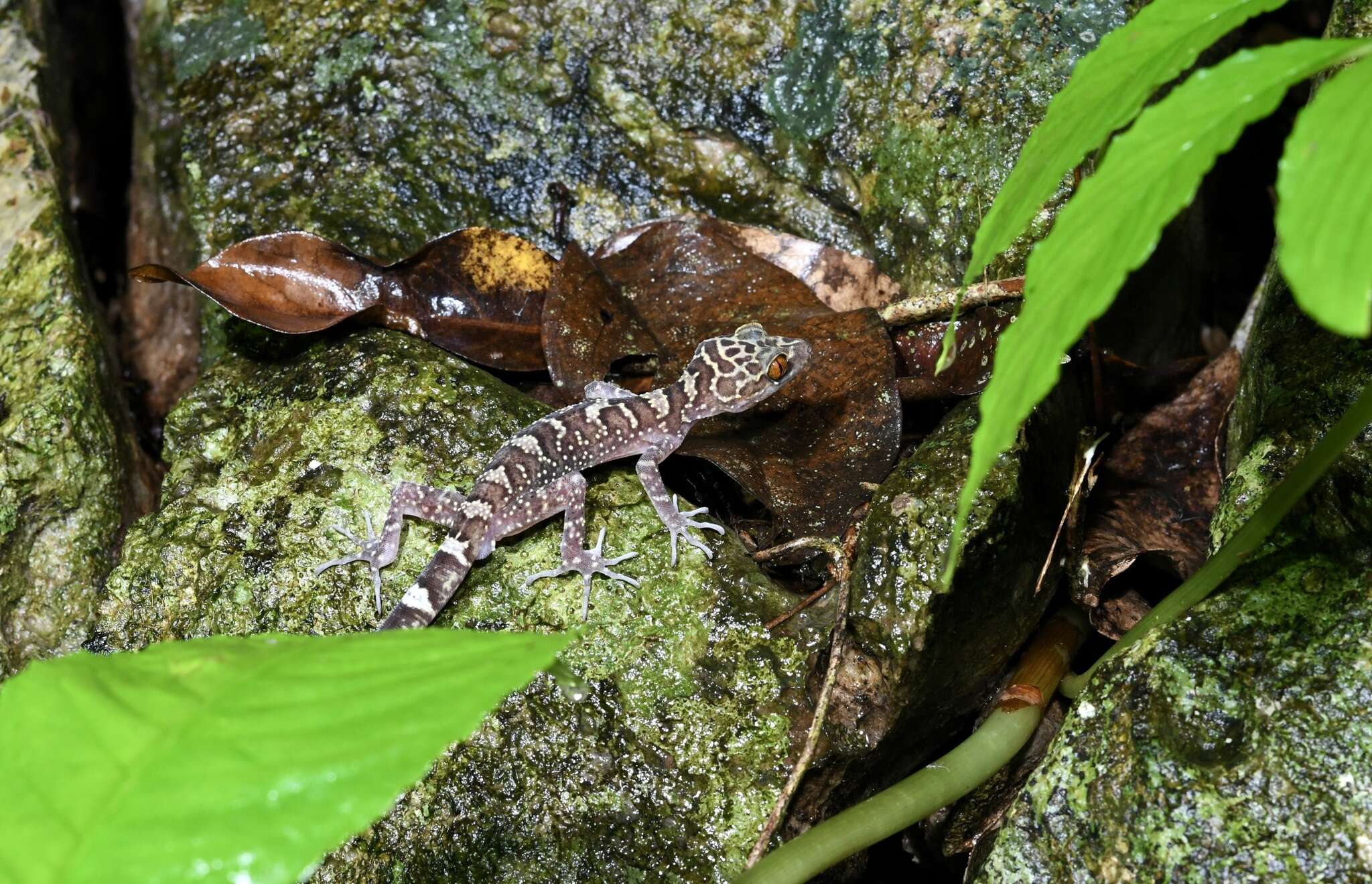 Image of Cyrtodactylus wayakonei Nguyen, Kingsada, Rösler, Auer & Ziegler 2010