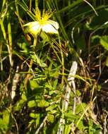 Image of Hypericum elegans Steph. ex Willd.