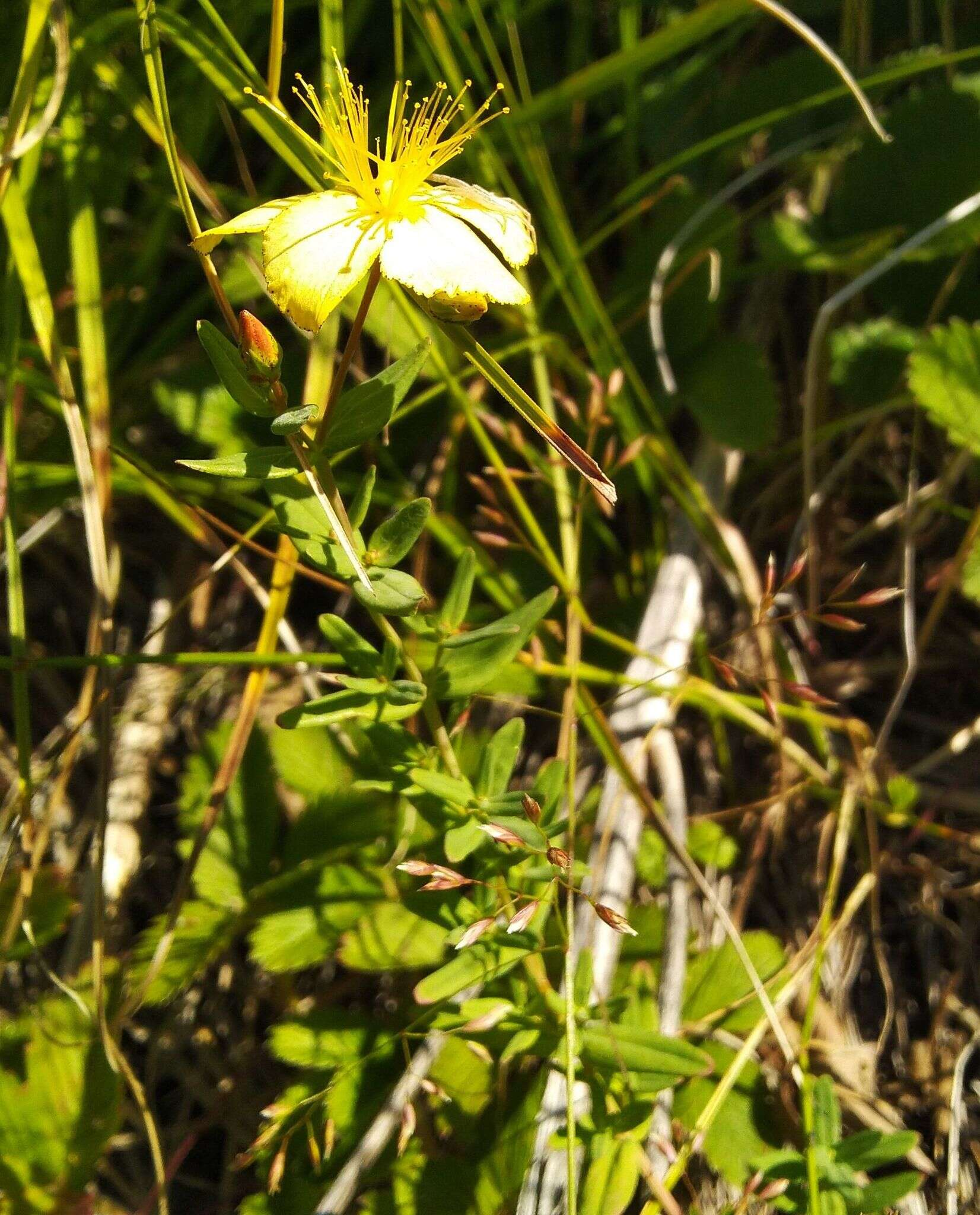 Image of Hypericum elegans Steph. ex Willd.