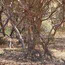 Image of Eucalyptus socialis subsp. viridans D. Nicolle