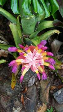 Image of Billbergia euphemiae É. Morren