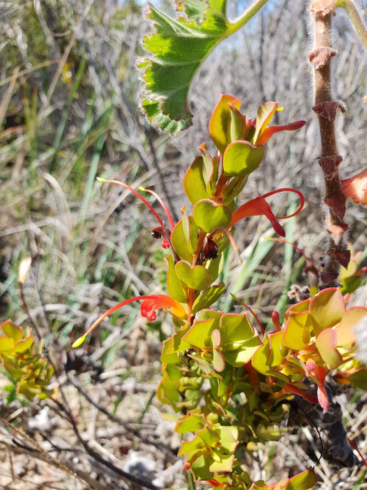 Imagem de Adenanthos obovatus Labill.