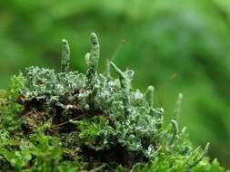 Слика од Cladonia ochrochlora Flörke