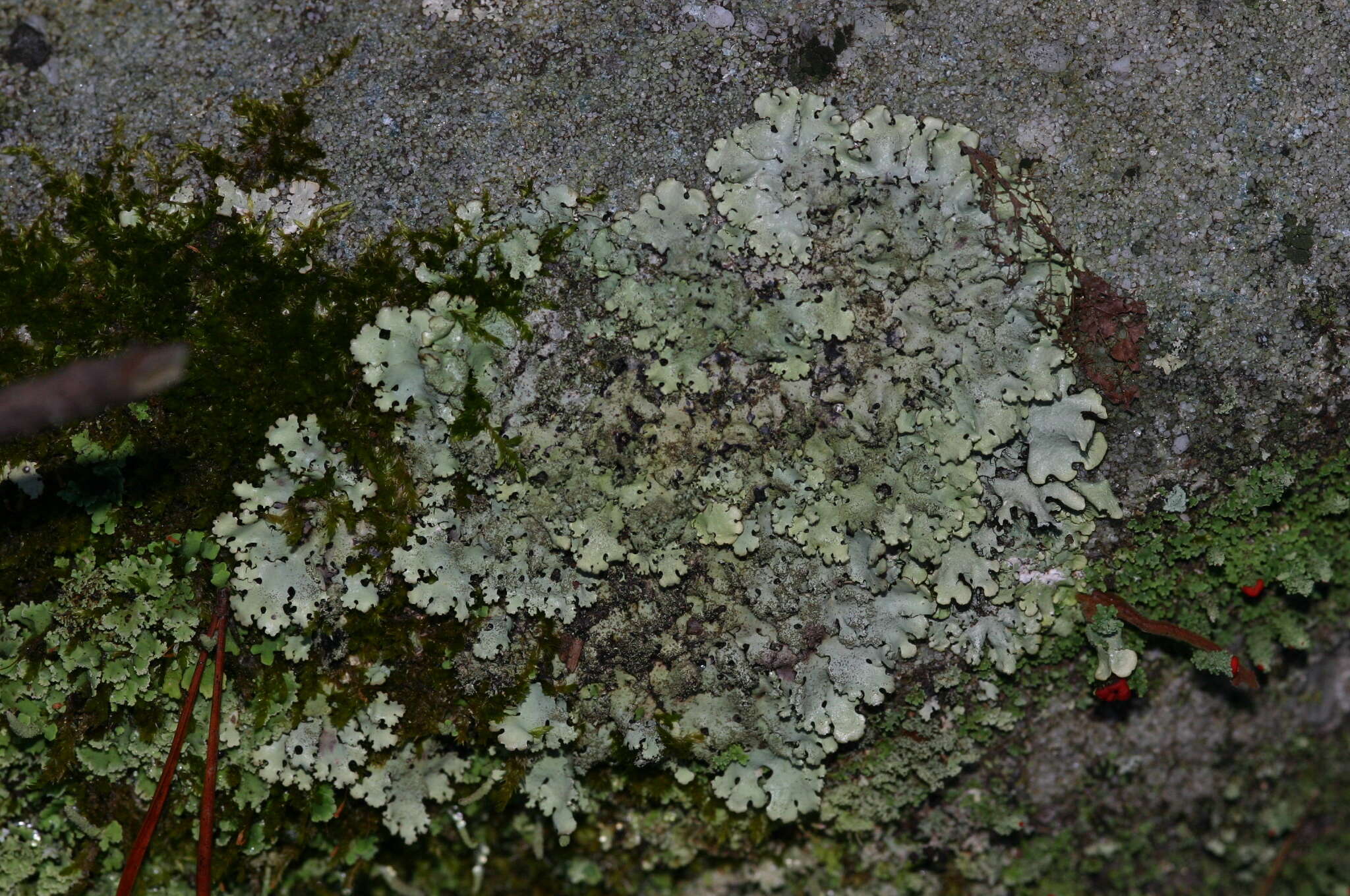 Imagem de Parmelinopsis minarum (Vain.) Elix & Hale