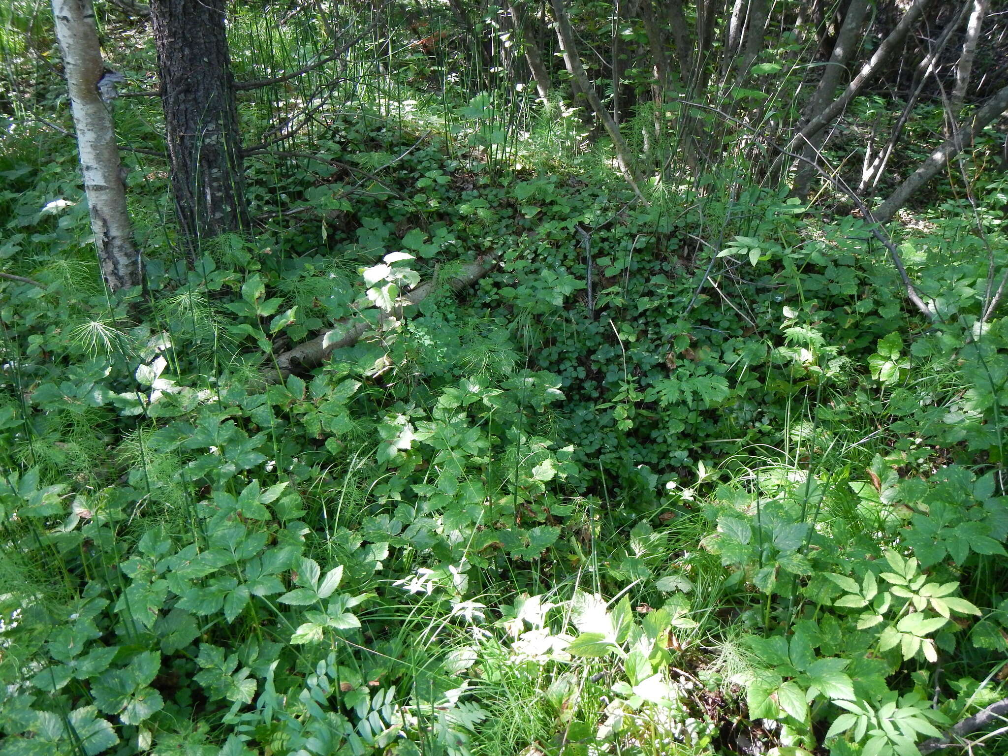 Imagem de Aegopodium latifolium Turcz.