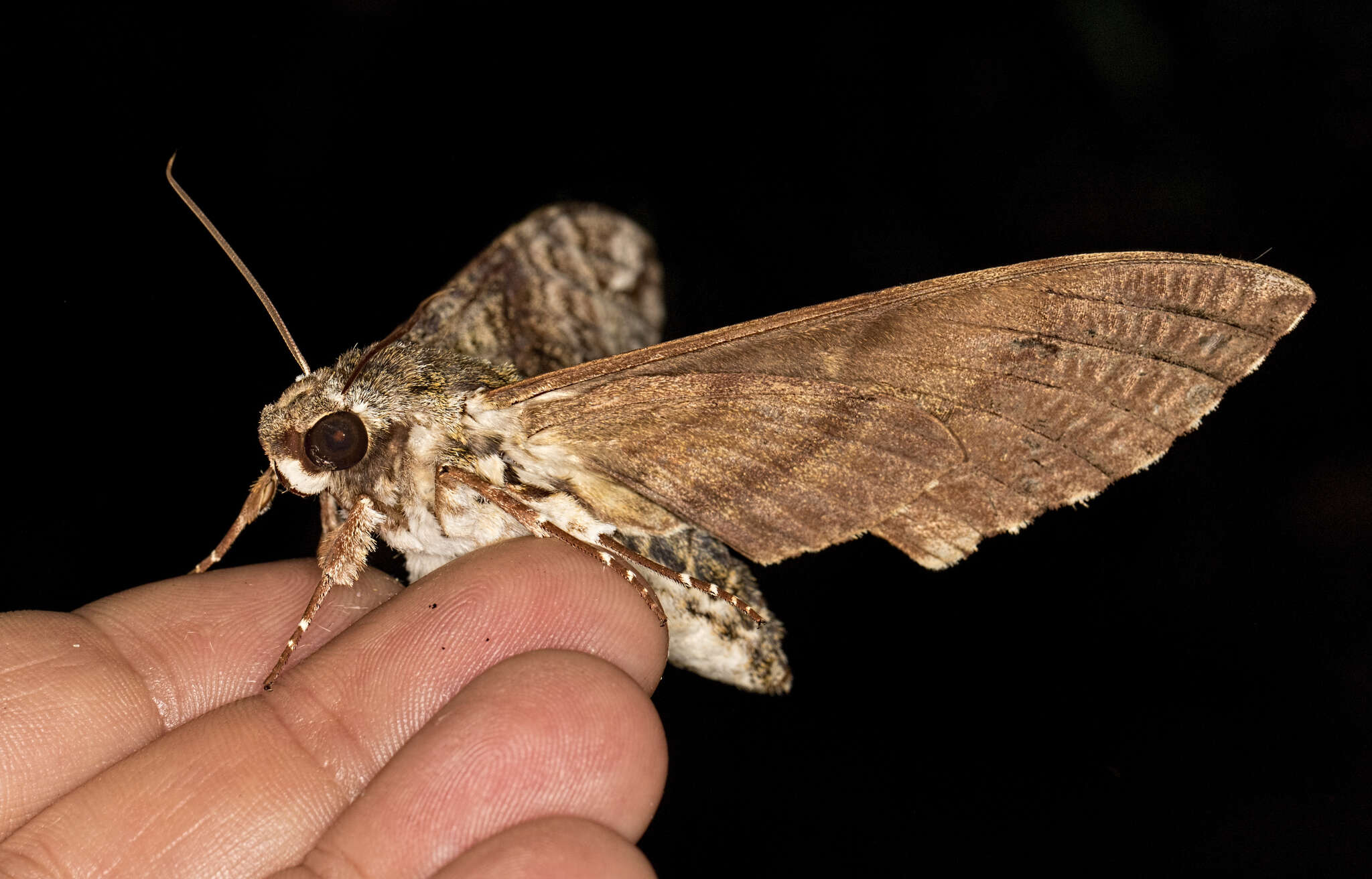 Image of Manduca lanuginosa (Edwards 1887)