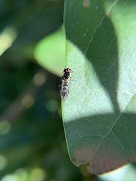 Image of Allograpta alamacula Carver 2003