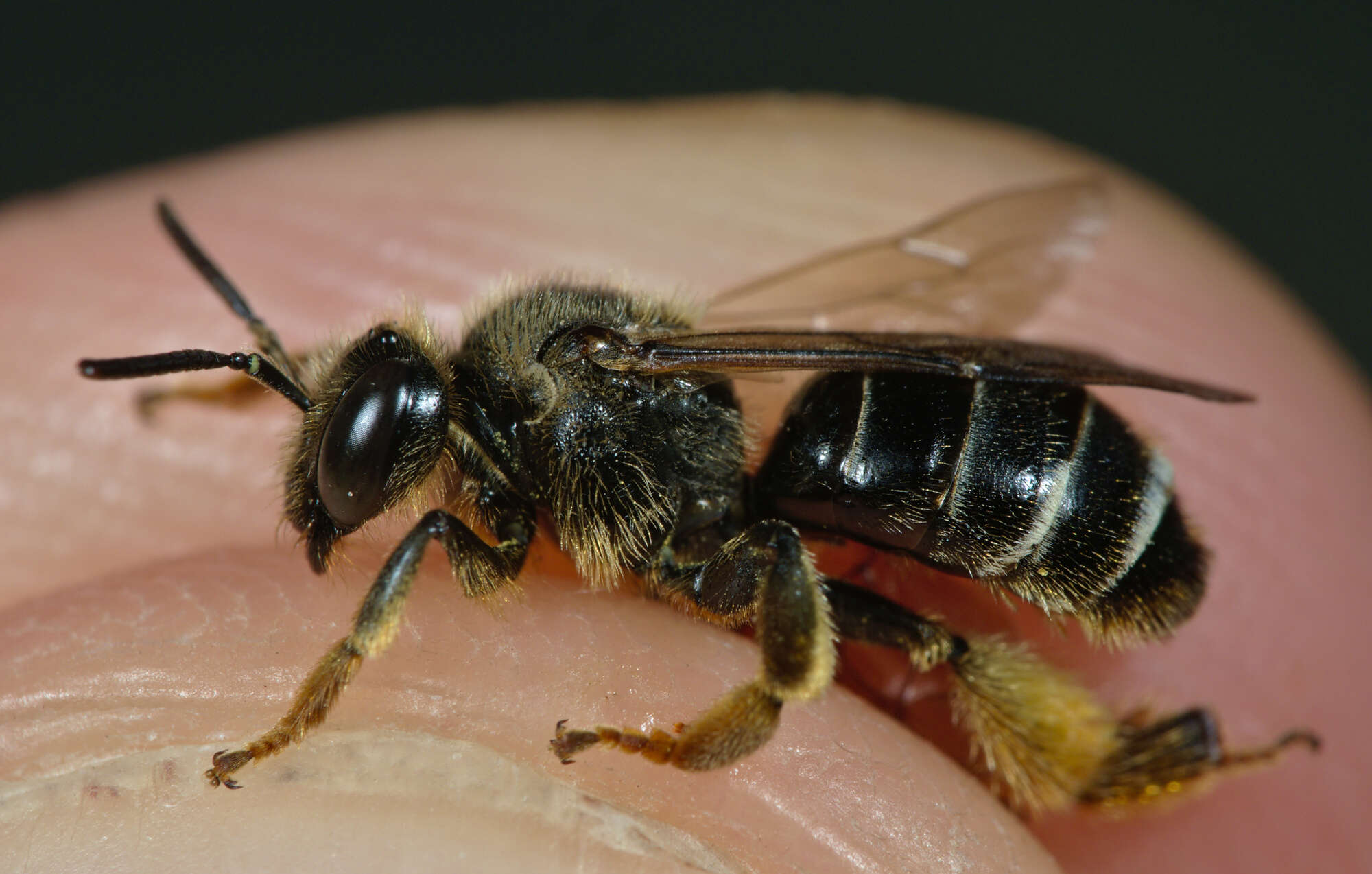 Image of Macropis fulvipes (Fabricius 1804)