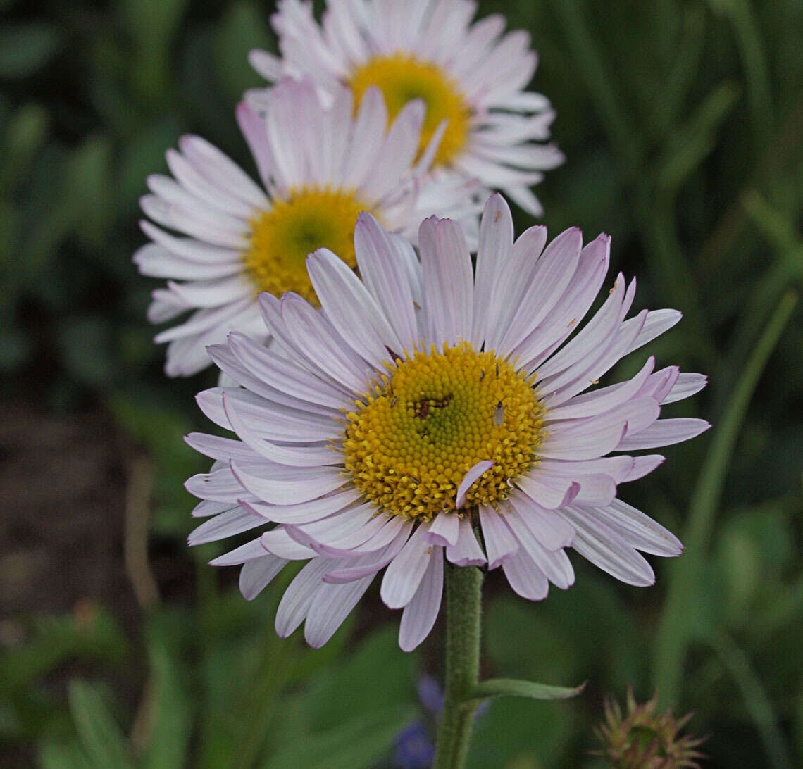 Image of Glacier Fleabane