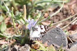 Imagem de Melanargia titea Klug 1832