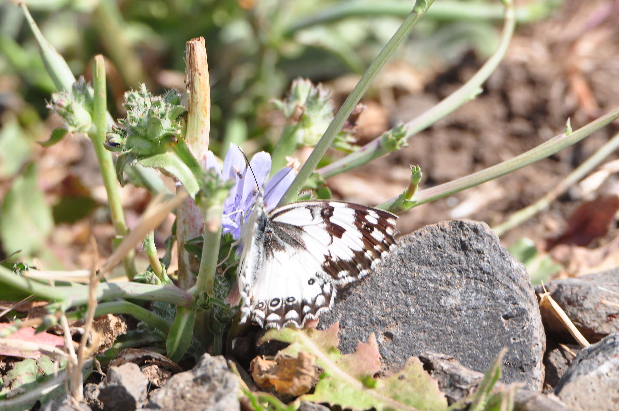 Imagem de Melanargia titea Klug 1832