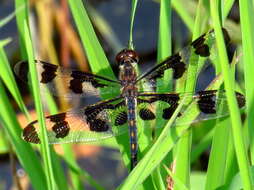 Imagem de Celithemis fasciata Kirby 1889