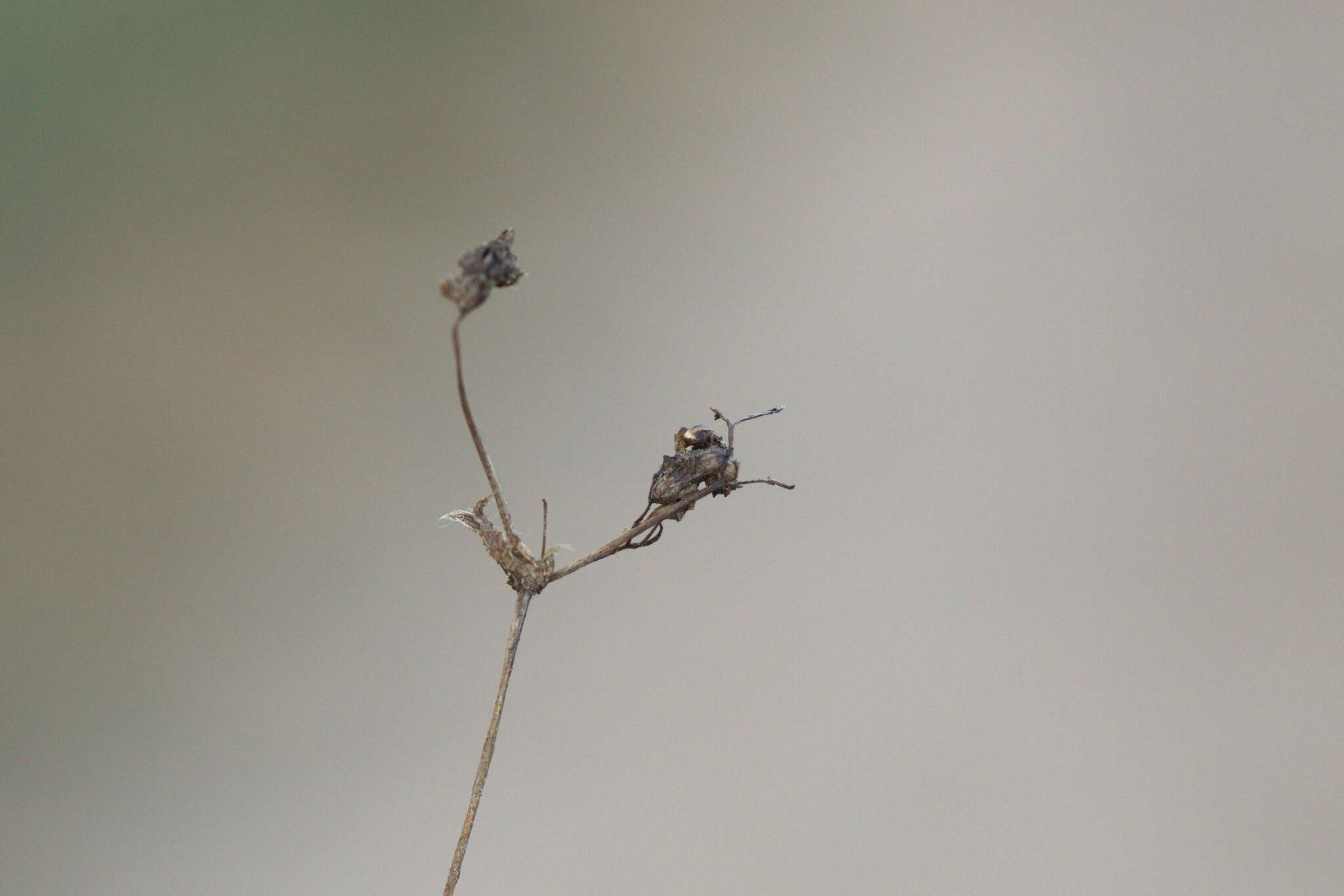 Plancia ëd Alchemilla breviloba H. Lindb.