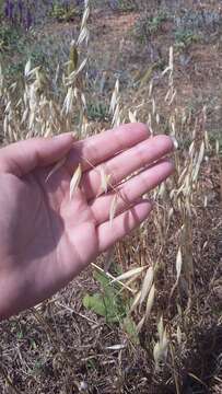 Image of Avena sterilis subsp. ludoviciana (Durieu) Gillet & Magne