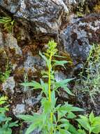 Image de Phacelia procera A. Gray