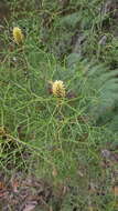 Image of Petrophile sessilis Sieber ex Schult.