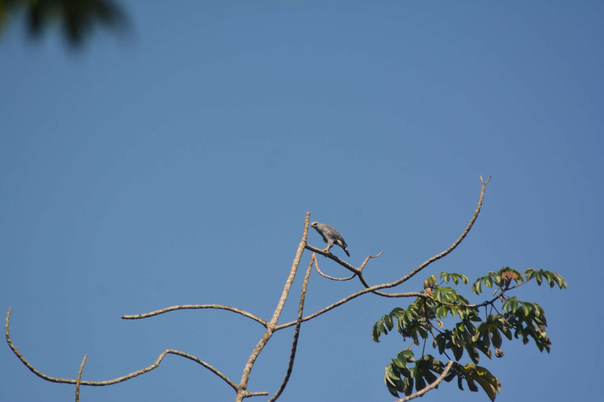 Image of Grey-lined Hawk