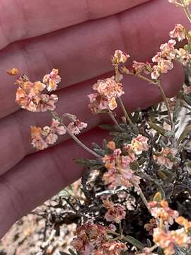 Image of Yavapai County buckwheat