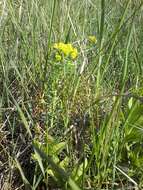 Image of Cypress Spurge