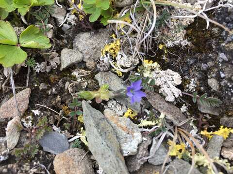 Plancia ëd Gentiana prostrata Haenke