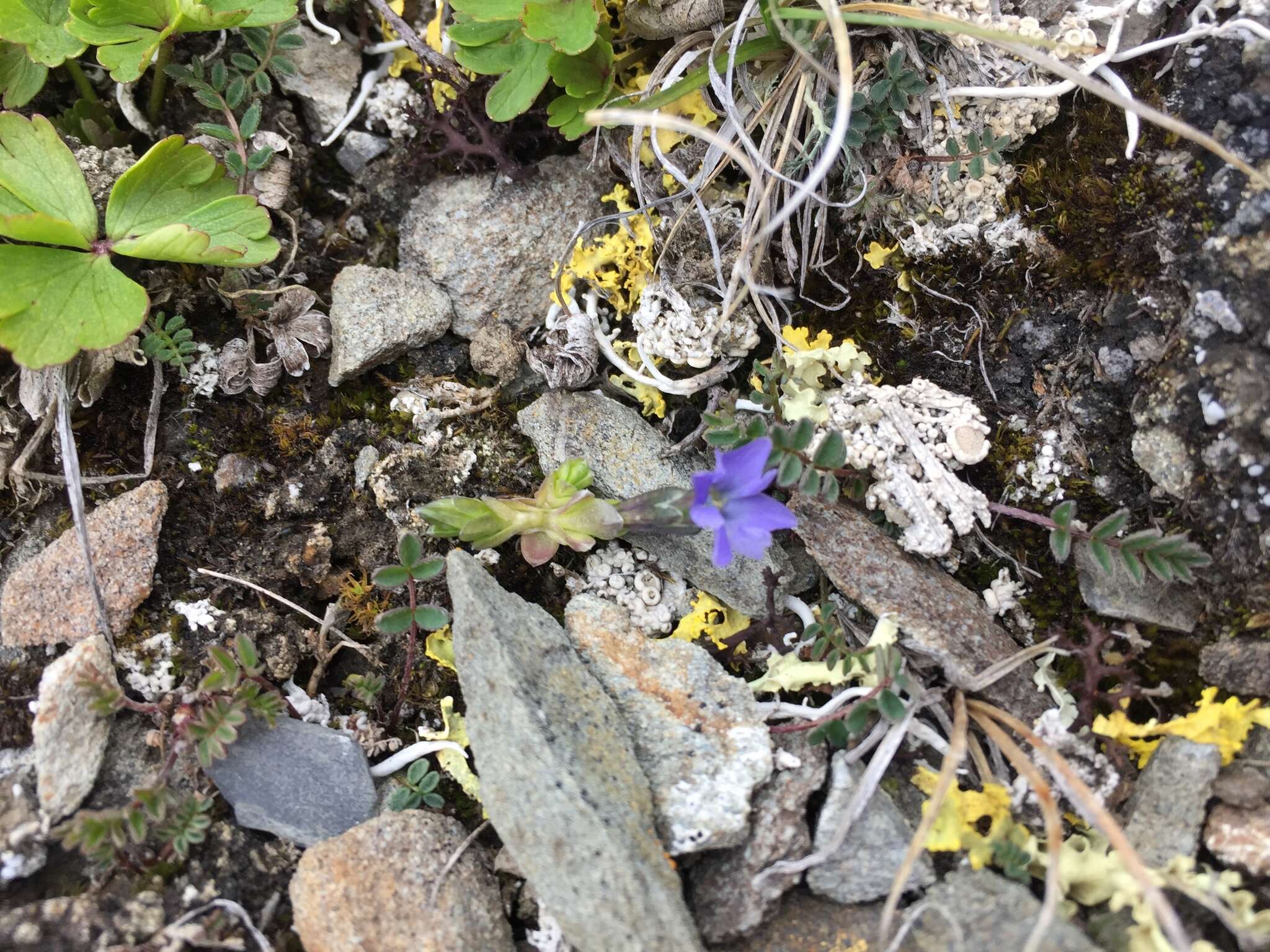 Image of Pygmy Gentian