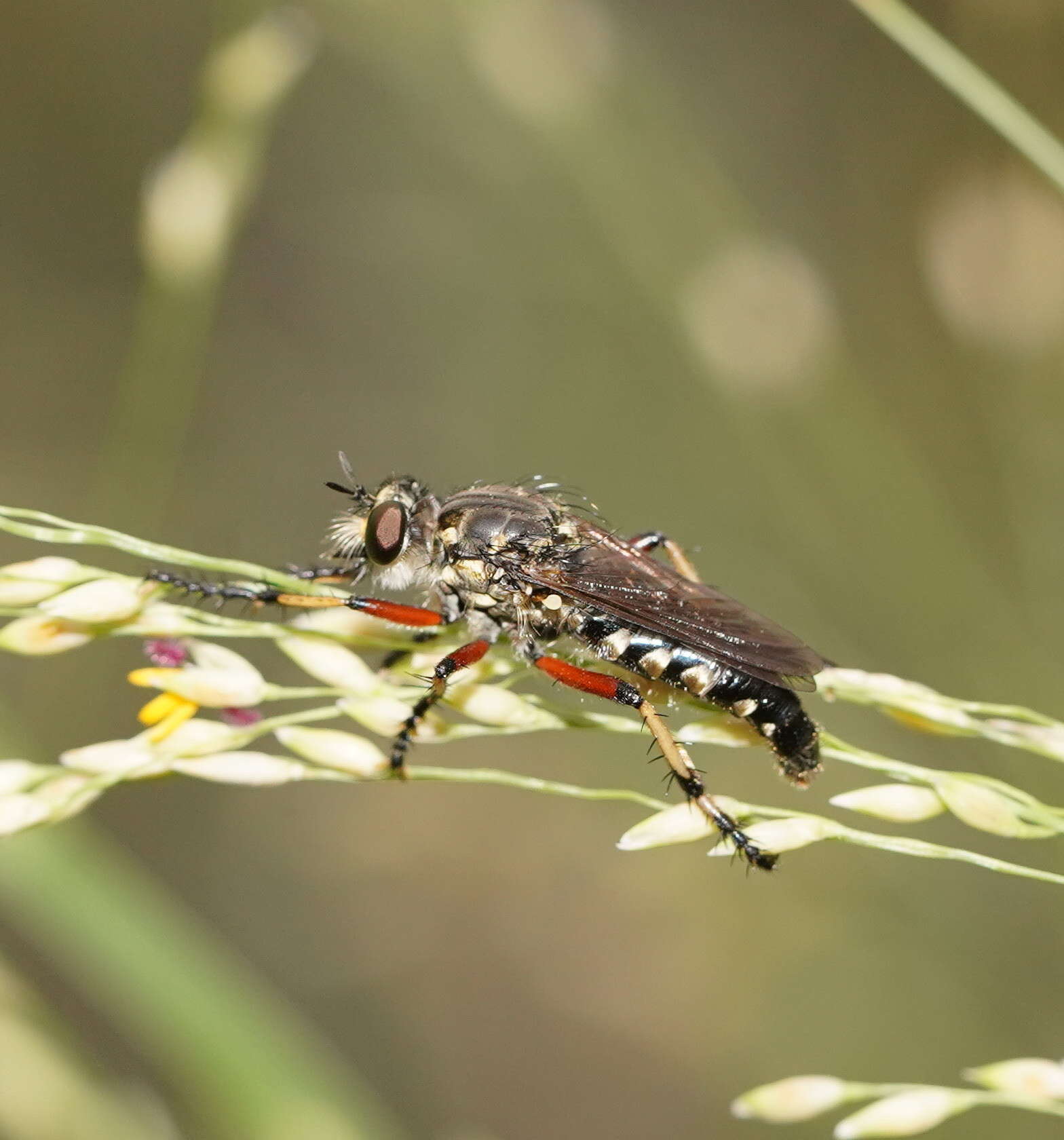 Image of Thereutria amaraca (Walker 1849)