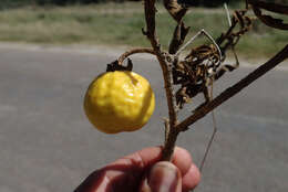 Image de Solanum campylacanthum Hochst. ex A. Rich.