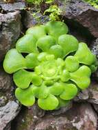 Image of Aeonium canariense subsp. latifolium (Burchard) Bañares