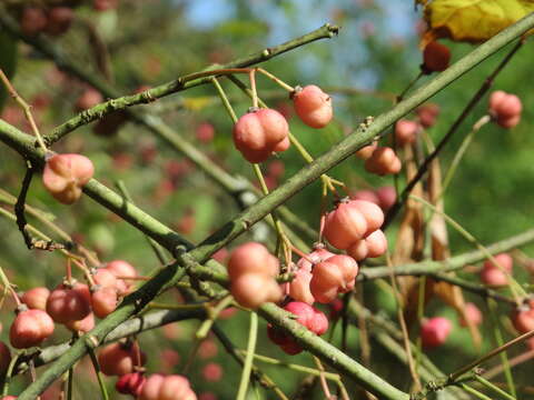 Image of Common spindle tree