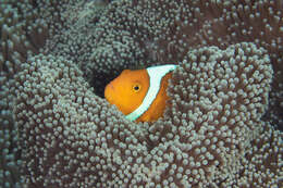Image of White-bonnet anemonefish
