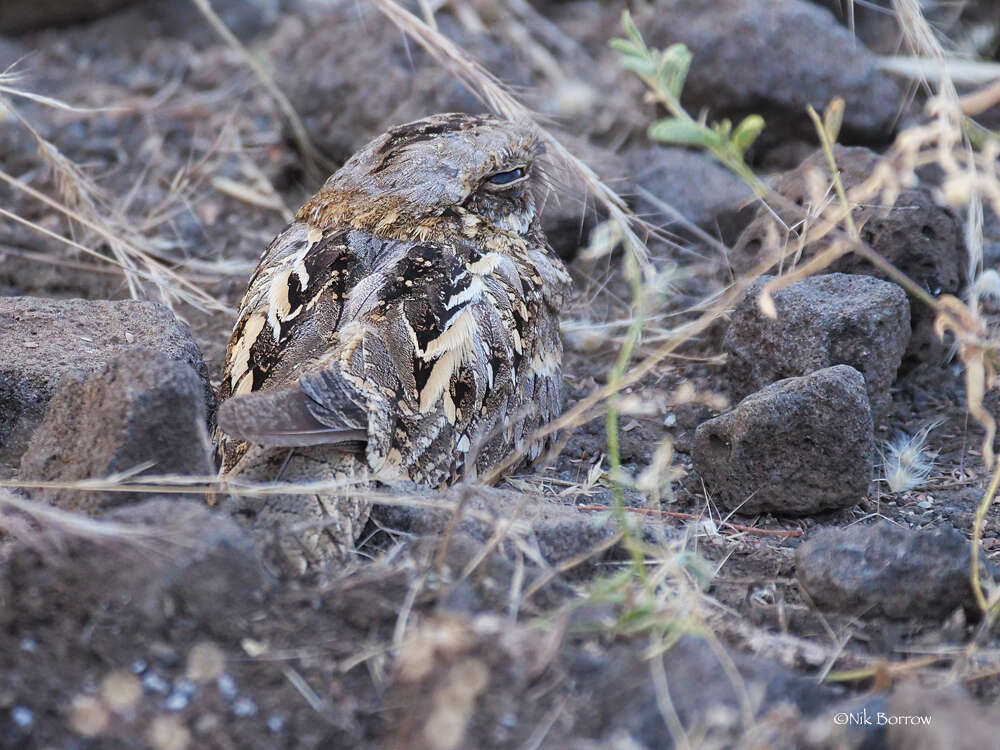 Image of Slender-tailed Nightjar