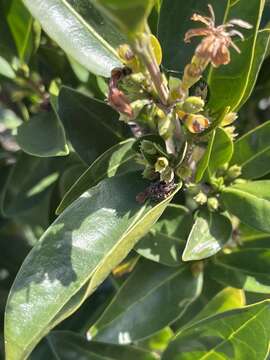 Image de Tricalysia capensis var. capensis