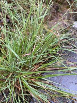 Image of Brown's lovegrass