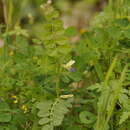 Image of Vicia barbazitae Ten. & Guss.